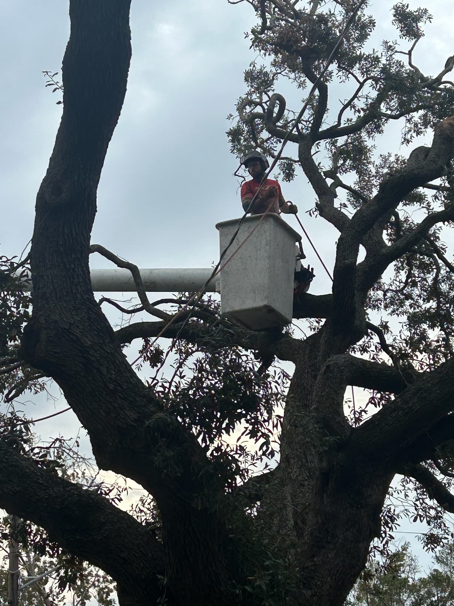 Bucket truck access for canopy work