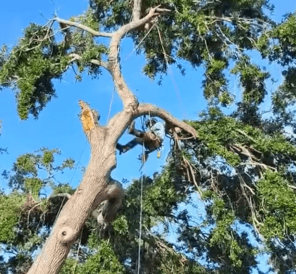 Climbing crew working the canopy
