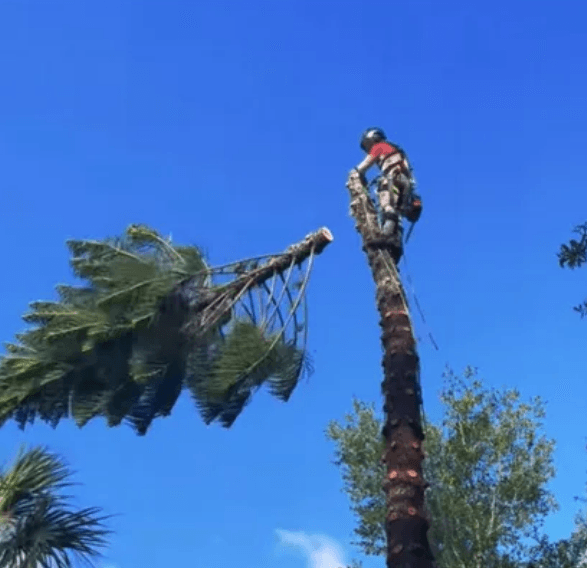 Palm tree climb and trim