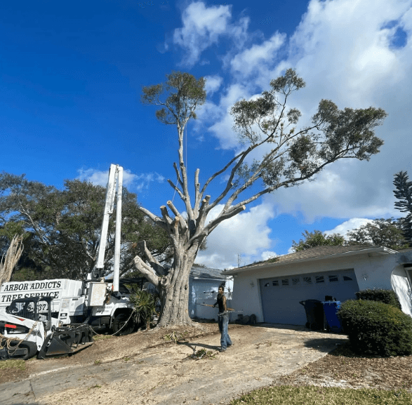 Tree removal with bucket truck