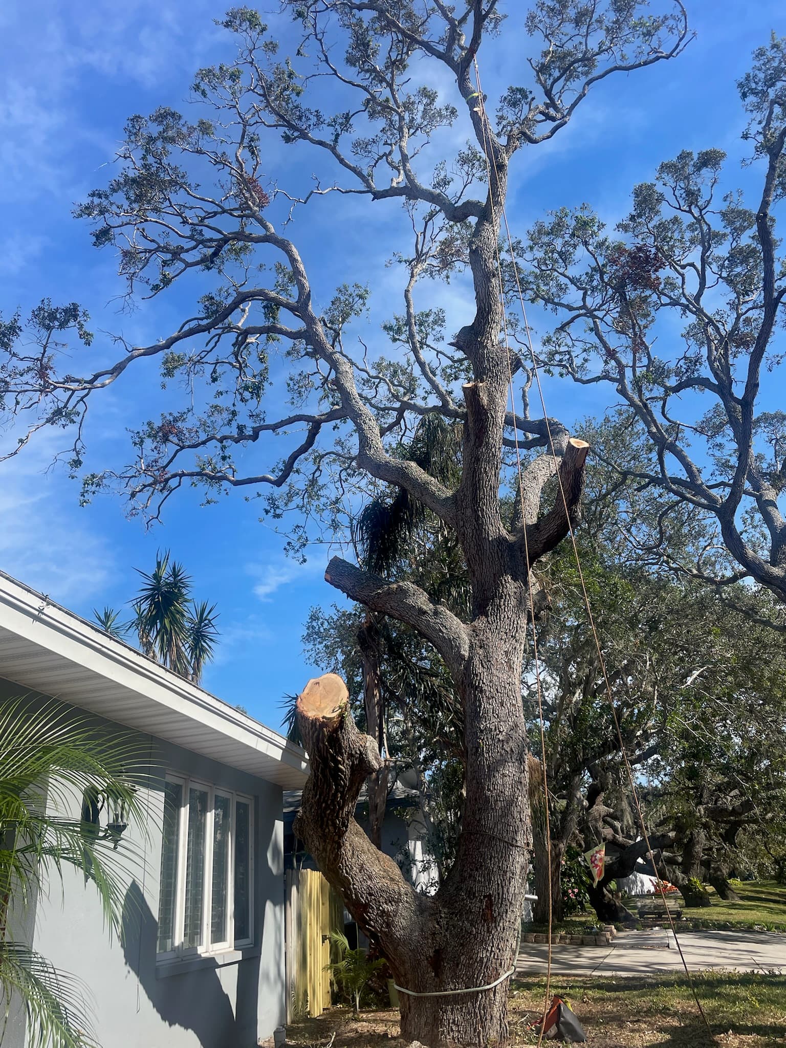 Crown reduction on a mature oak