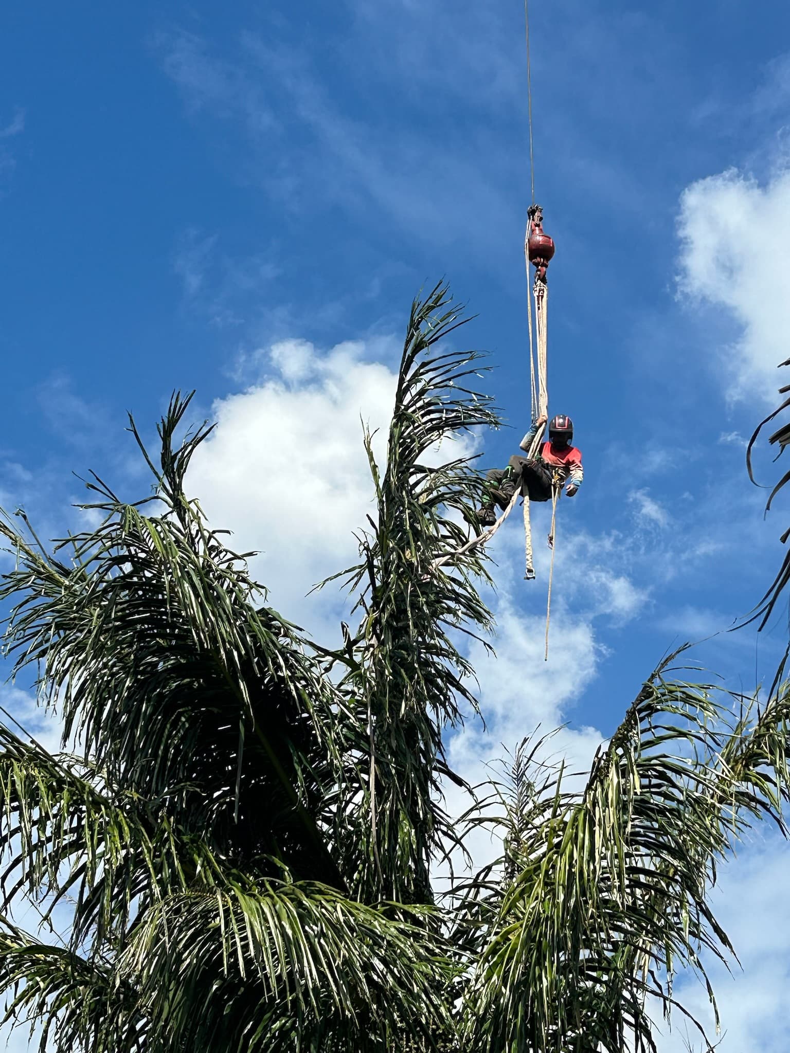 Tree Removal